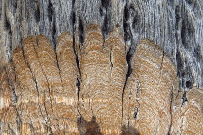 cross section of weathered desert tree