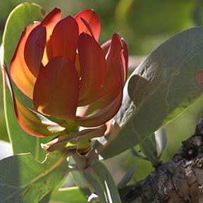 Protea nitida young shoot
